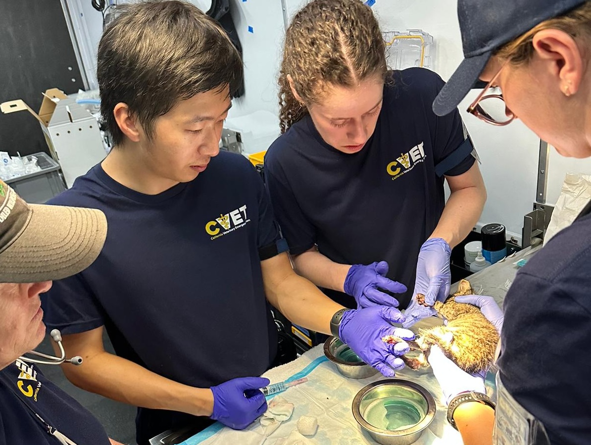 Brian Wang assisting veterinarian treating kitten burned in Park Fire