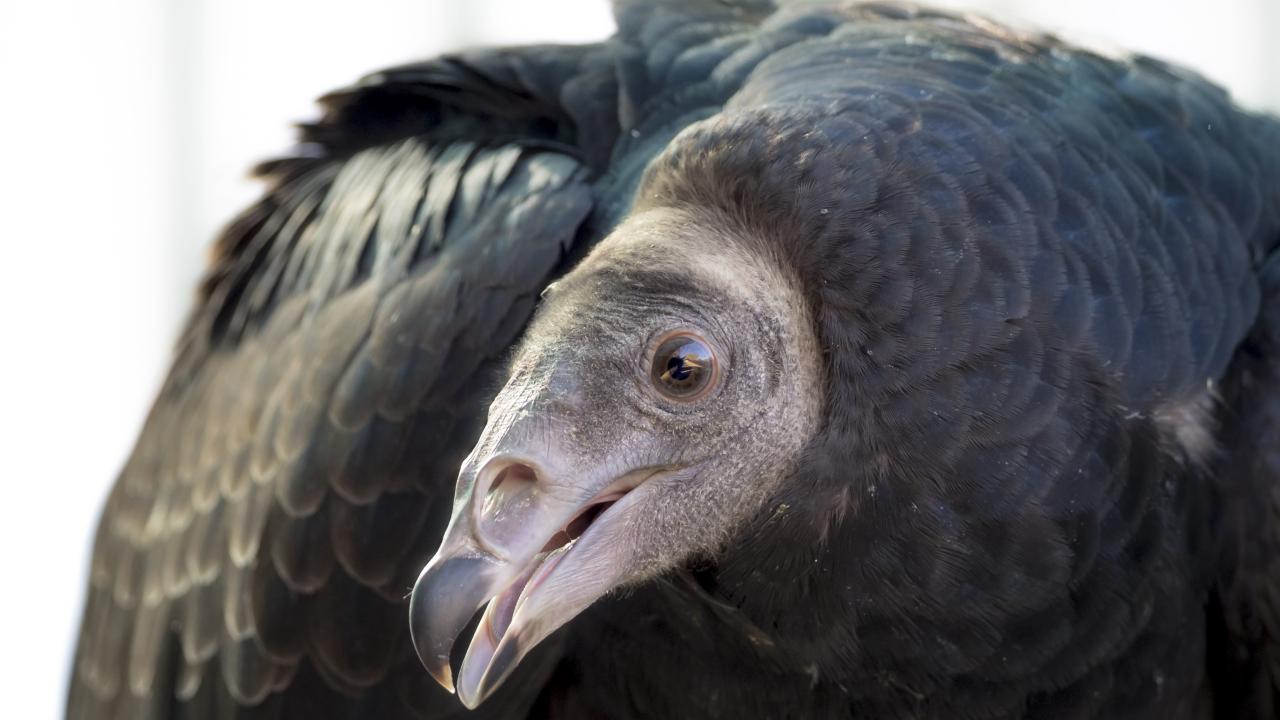 juvenile turkey vulture