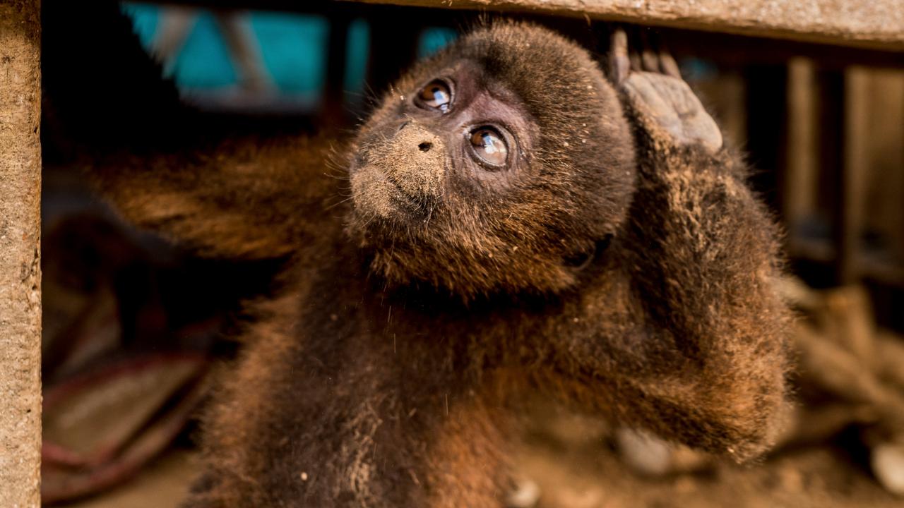 baby woolly monkey - via WCS